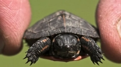 Здравствени желки